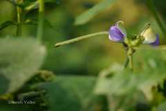 Vigna unguiculata subsp. unguiculata